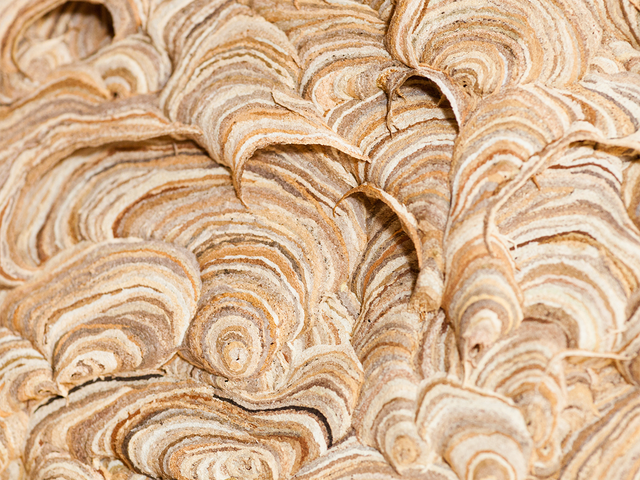 Close-up shot of a hornet's nest