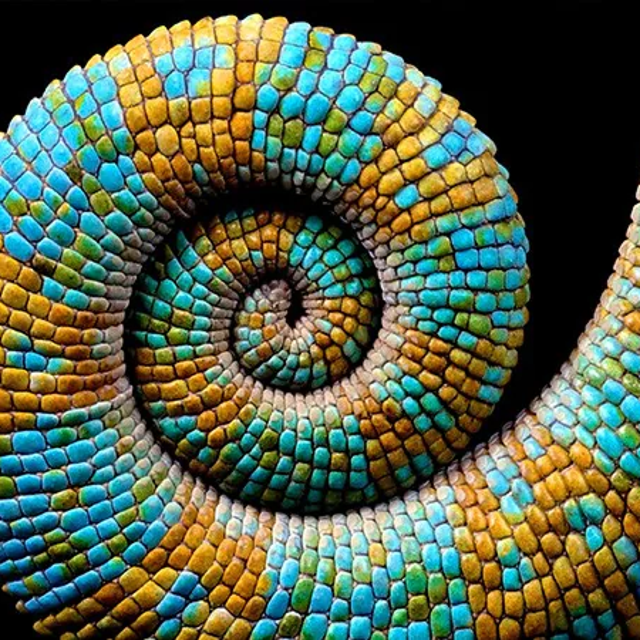 Coiled blue and yellow tail of a lizard