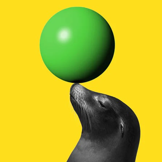 Sea lion balancing a green ball on its nose against a yellow background